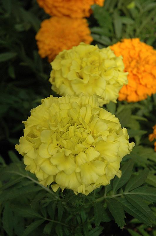 Marigold Taishan Yellow - View 1 from www redcrocus com