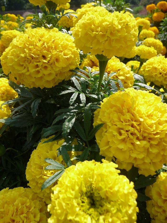 Marigold Taishan Yellow - View 9 from www redcrocus com