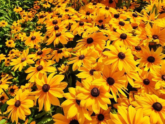 Rudbeckia Hirta Sunspot Gold - View 1 from www redcrocus com