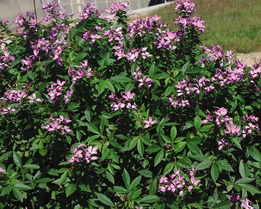 Cleome 'lavender Dreams' - View 10 from www redcrocus com