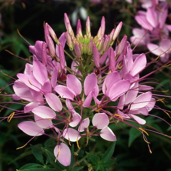 Cleome 'lavender Dreams' - View 13 from www redcrocus com
