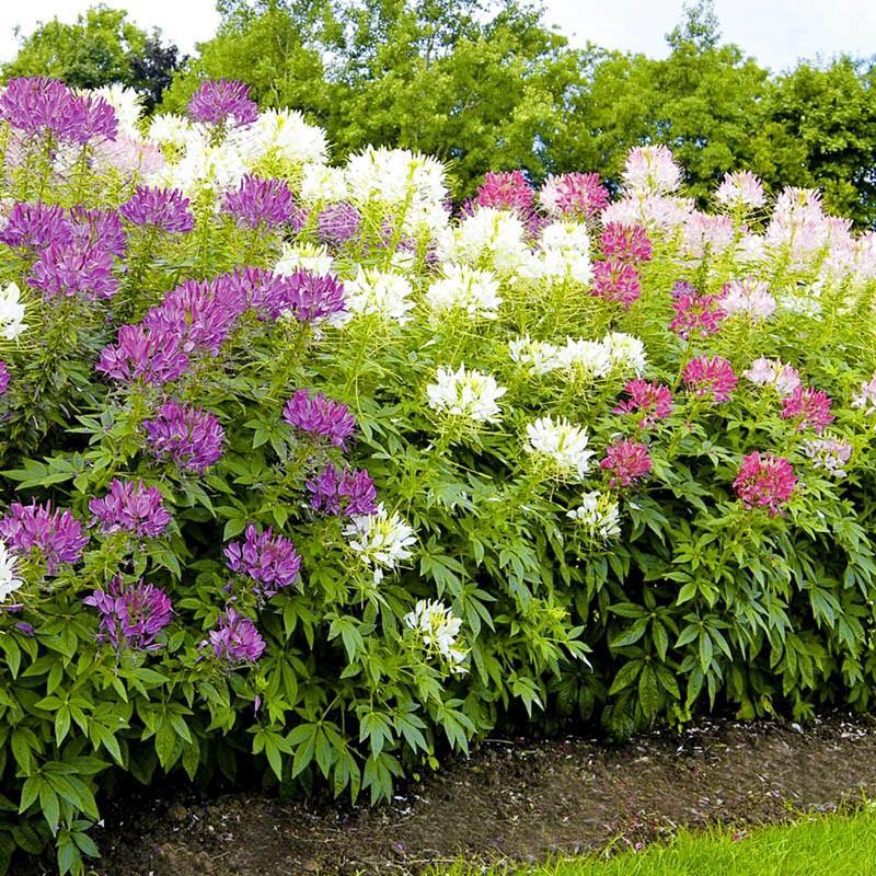 Cleome 'lavender Dreams' - View 17 from www redcrocus com