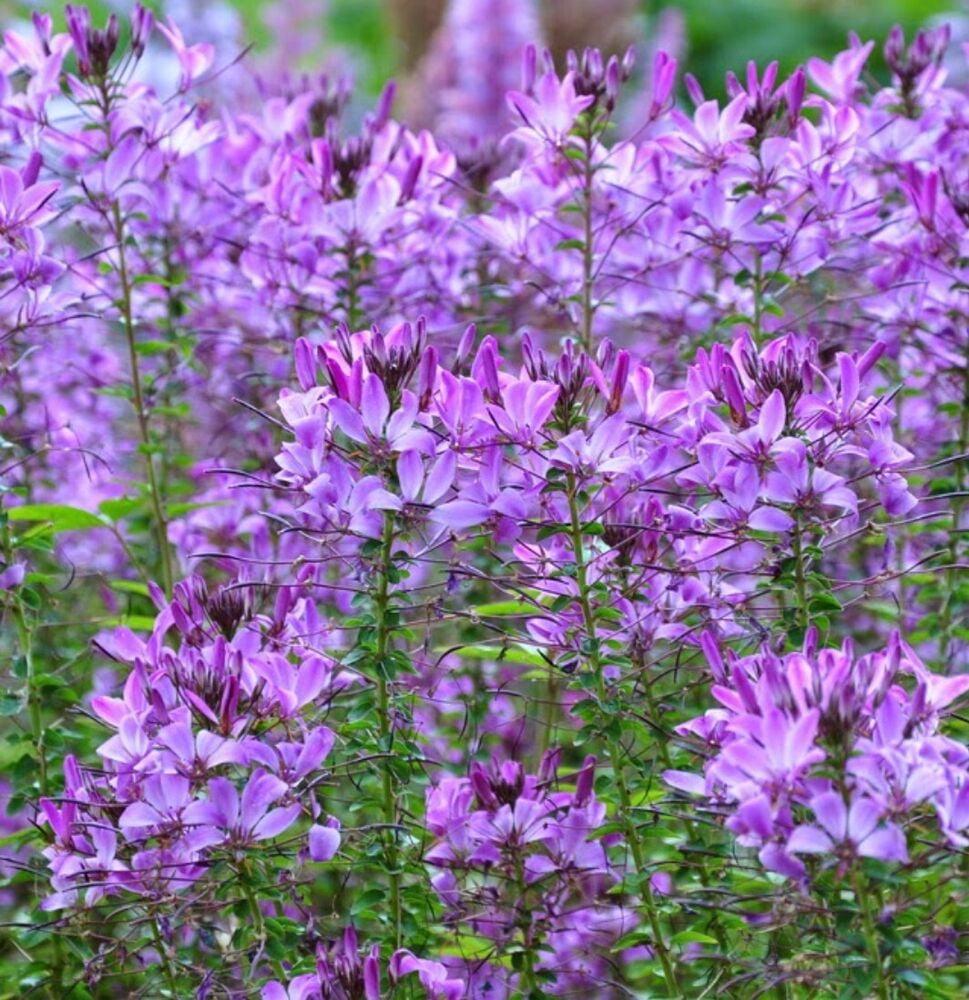 Cleome 'lavender Dreams' - View 21 from www redcrocus com