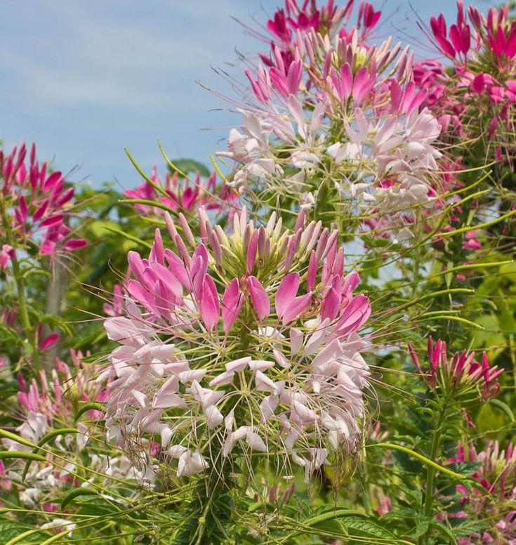 Cleome 'lavender Dreams' - View 23 from www redcrocus com