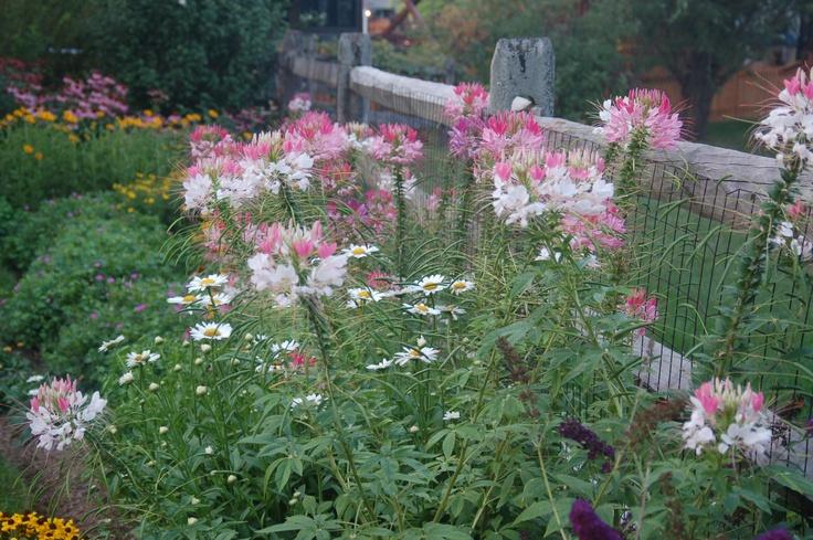 Cleome 'lavender Dreams' - View 26 from www redcrocus com