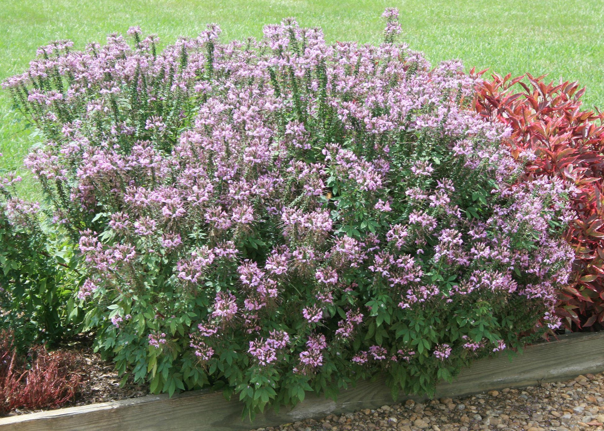 Cleome 'lavender Dreams' - View 29 from www redcrocus com