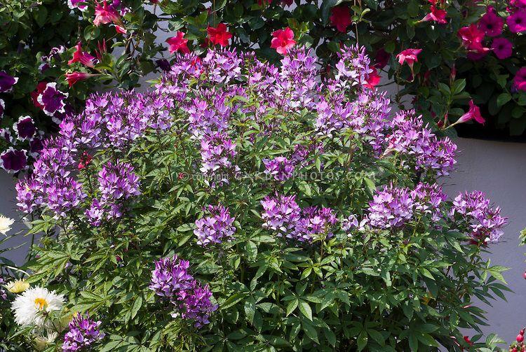 Cleome 'lavender Dreams' - View 2 from www redcrocus com