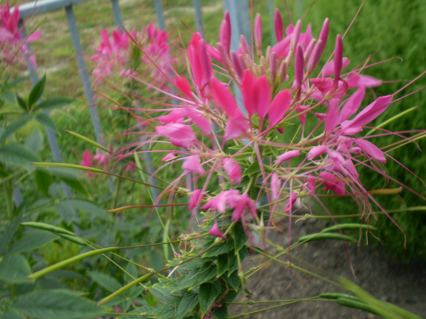 Cleome 'lavender Dreams' - View 31 from www redcrocus com