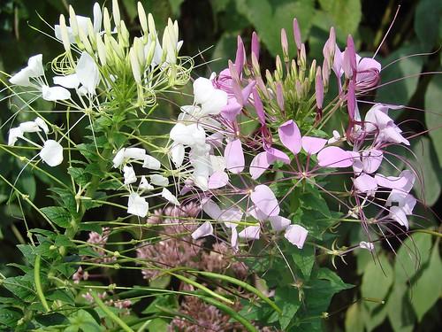 Cleome 'lavender Dreams' - View 32 from www redcrocus com