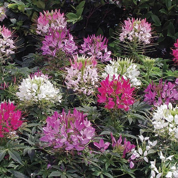 Cleome 'lavender Dreams' - View 3 from www redcrocus com