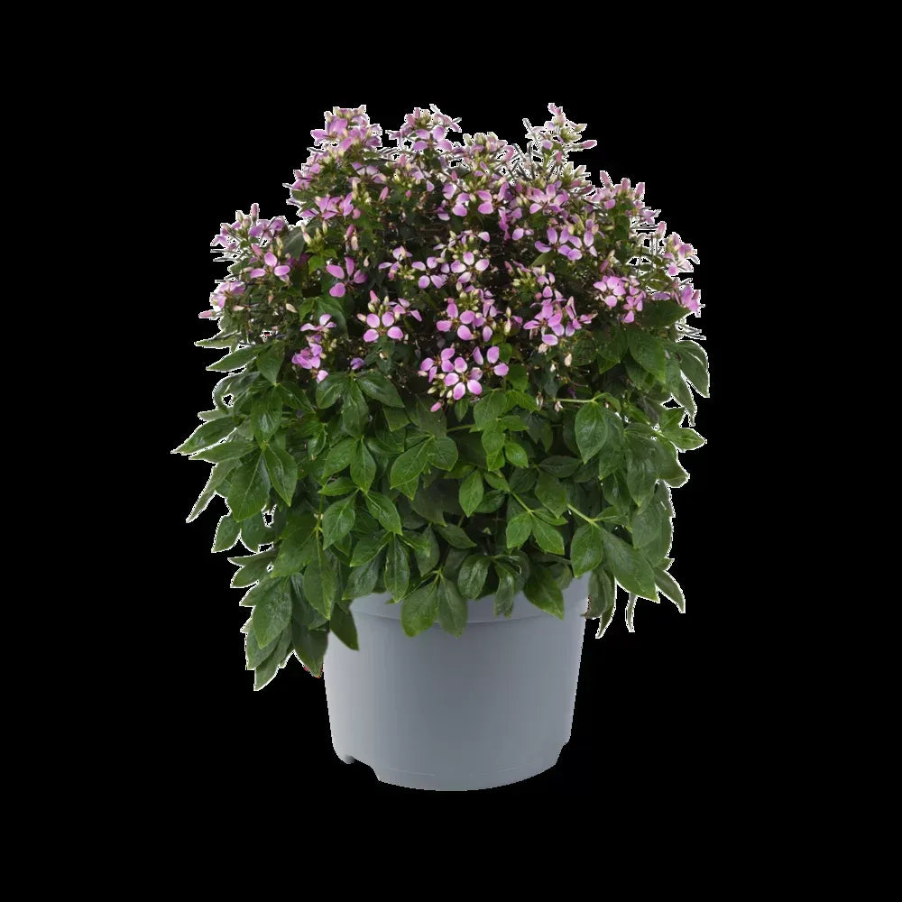 Cleome 'lavender Dreams' - View 4 from www redcrocus com
