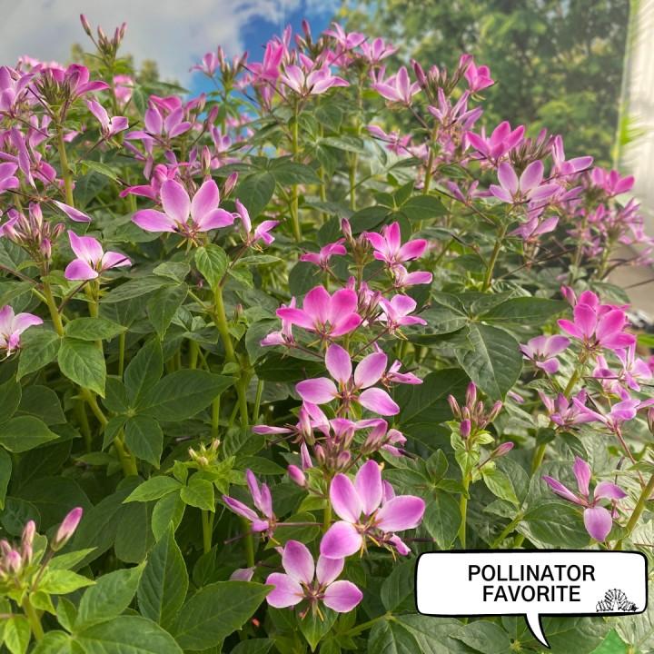 Cleome 'lavender Dreams' - View 6 from www redcrocus com