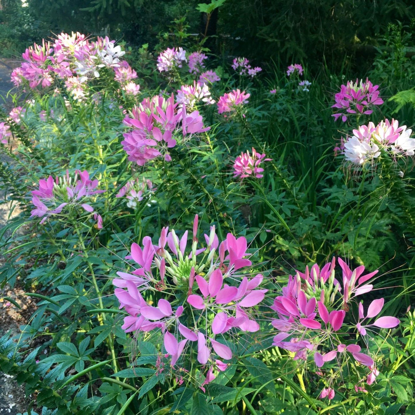 Cleome 'lavender Dreams' - View 7 from www redcrocus com