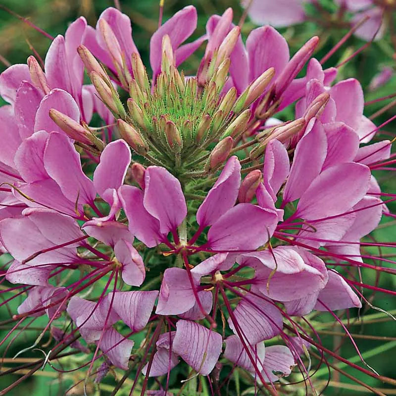 Cleome 'lavender Dreams' - View 7 from www redcrocus com