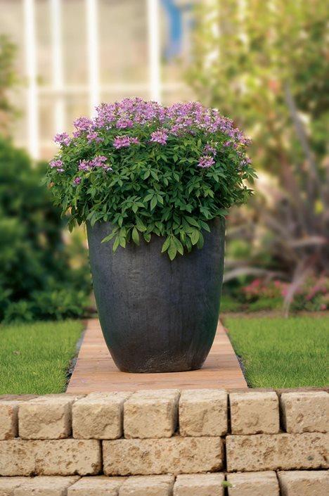 Cleome 'lavender Dreams' - View 9 from www redcrocus com