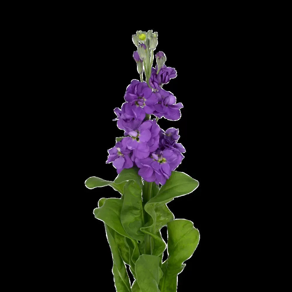 Cleome 'lavender Dreams' - View 9 from www redcrocus com