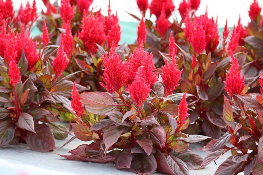 Celosia Burning Embers - View 10 from www redcrocus com