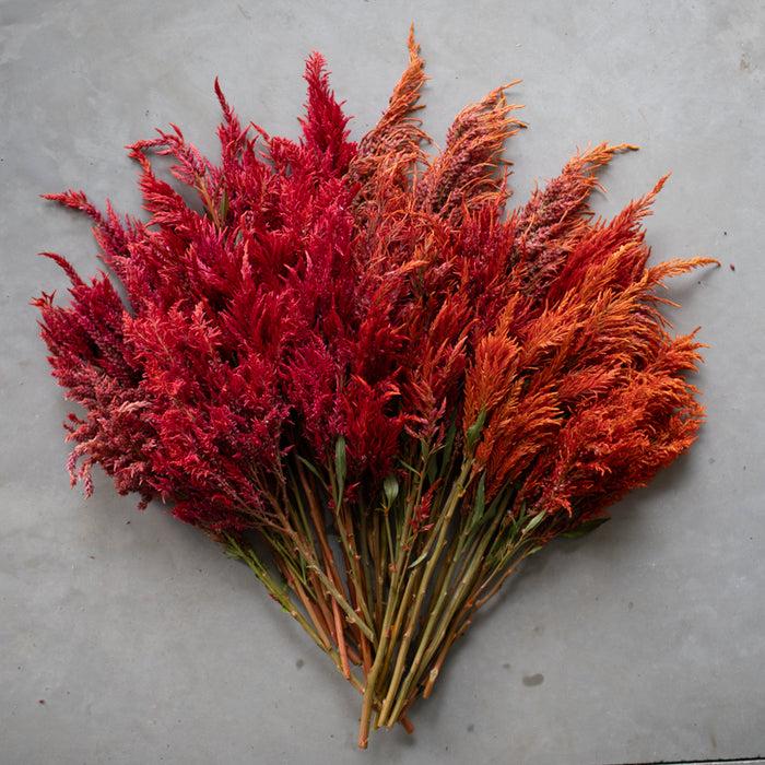 Celosia Burning Embers - View 11 from www redcrocus com