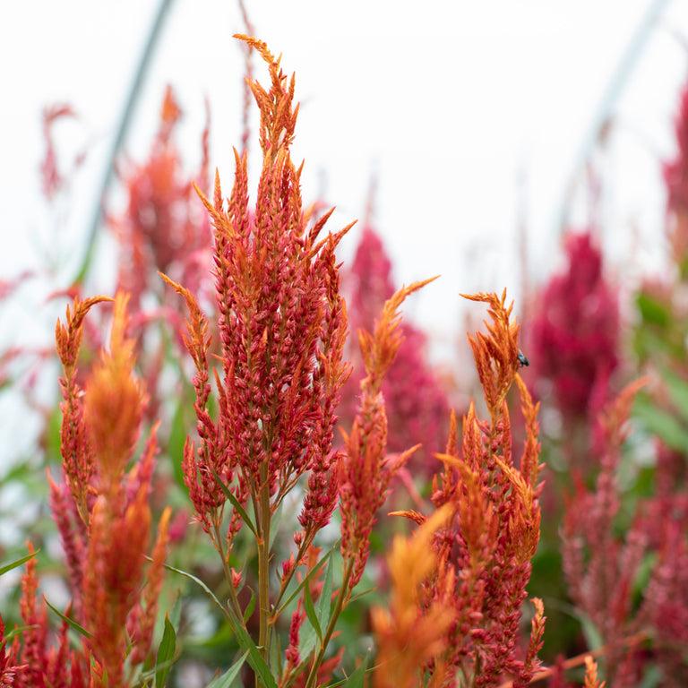 Celosia Burning Embers - View 12 from www redcrocus com