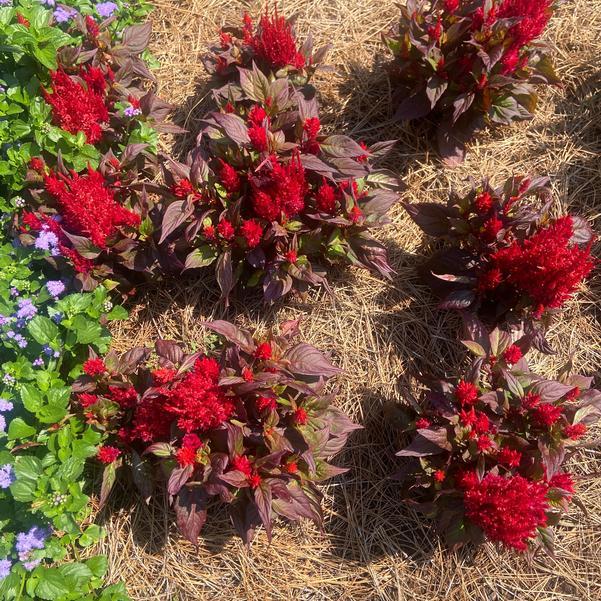 Celosia Burning Embers - View 13 from www redcrocus com