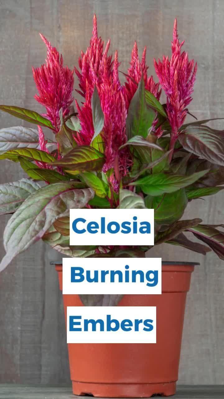Celosia Burning Embers - View 14 from www redcrocus com