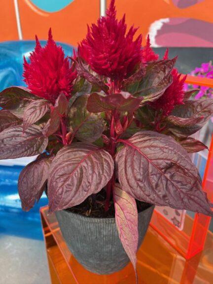 Celosia Burning Embers - View 15 from www redcrocus com