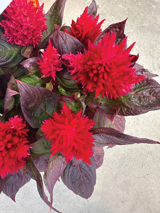 Celosia Burning Embers - View 16 from www redcrocus com
