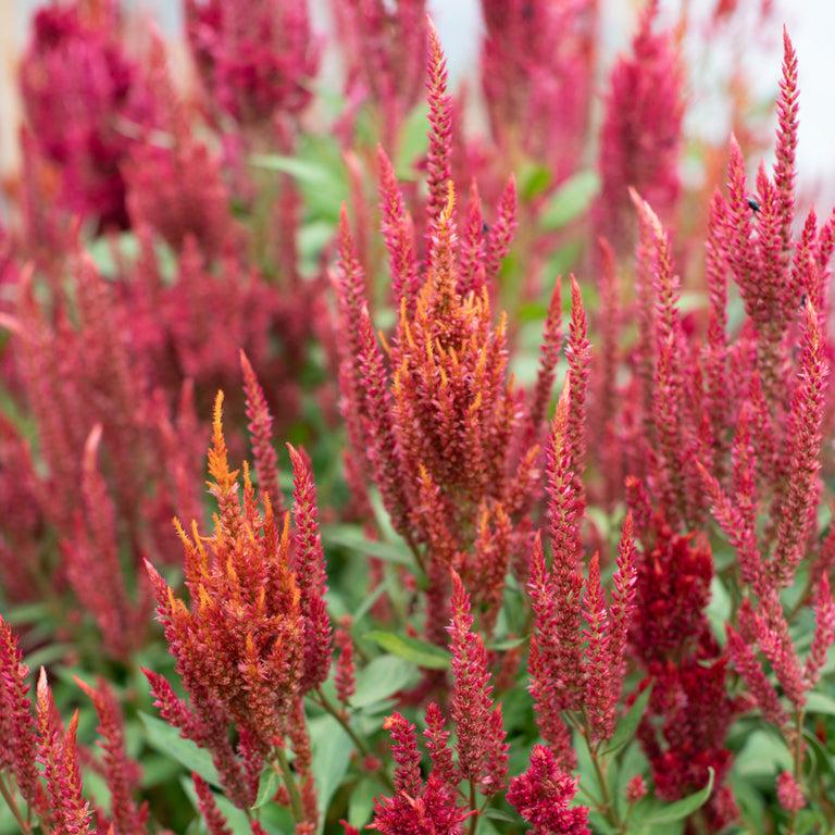 Celosia Burning Embers - View 17 from www redcrocus com