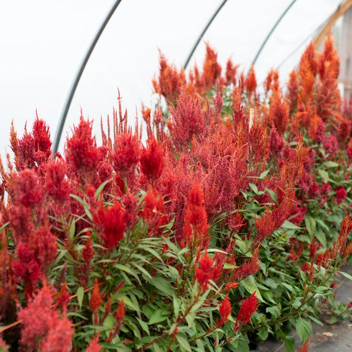 Celosia Burning Embers - View 18 from www redcrocus com