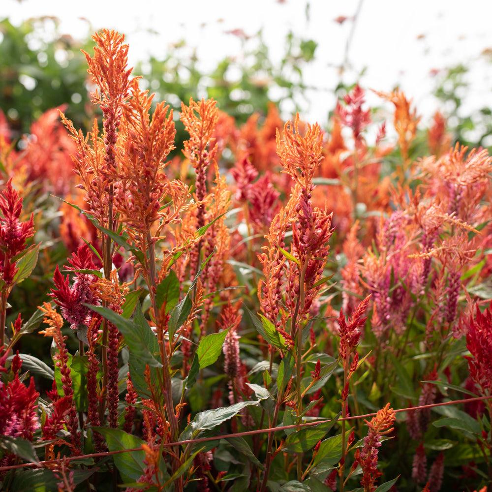 Celosia Burning Embers - View 19 from www redcrocus com