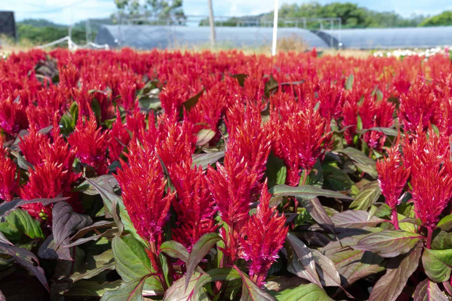 Celosia Burning Embers - View 1 from www redcrocus com