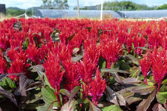 Celosia Burning Embers - View 1 from www redcrocus com