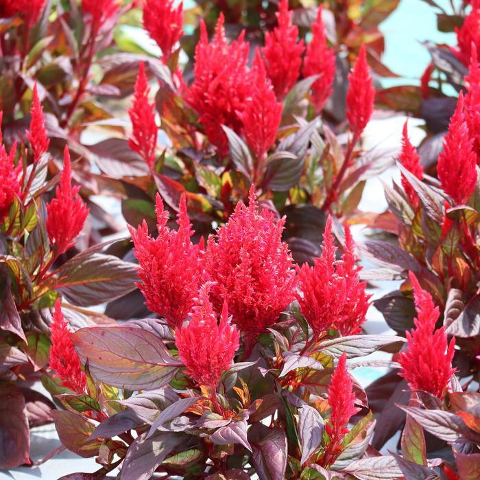 Celosia Burning Embers - View 2 from www redcrocus com