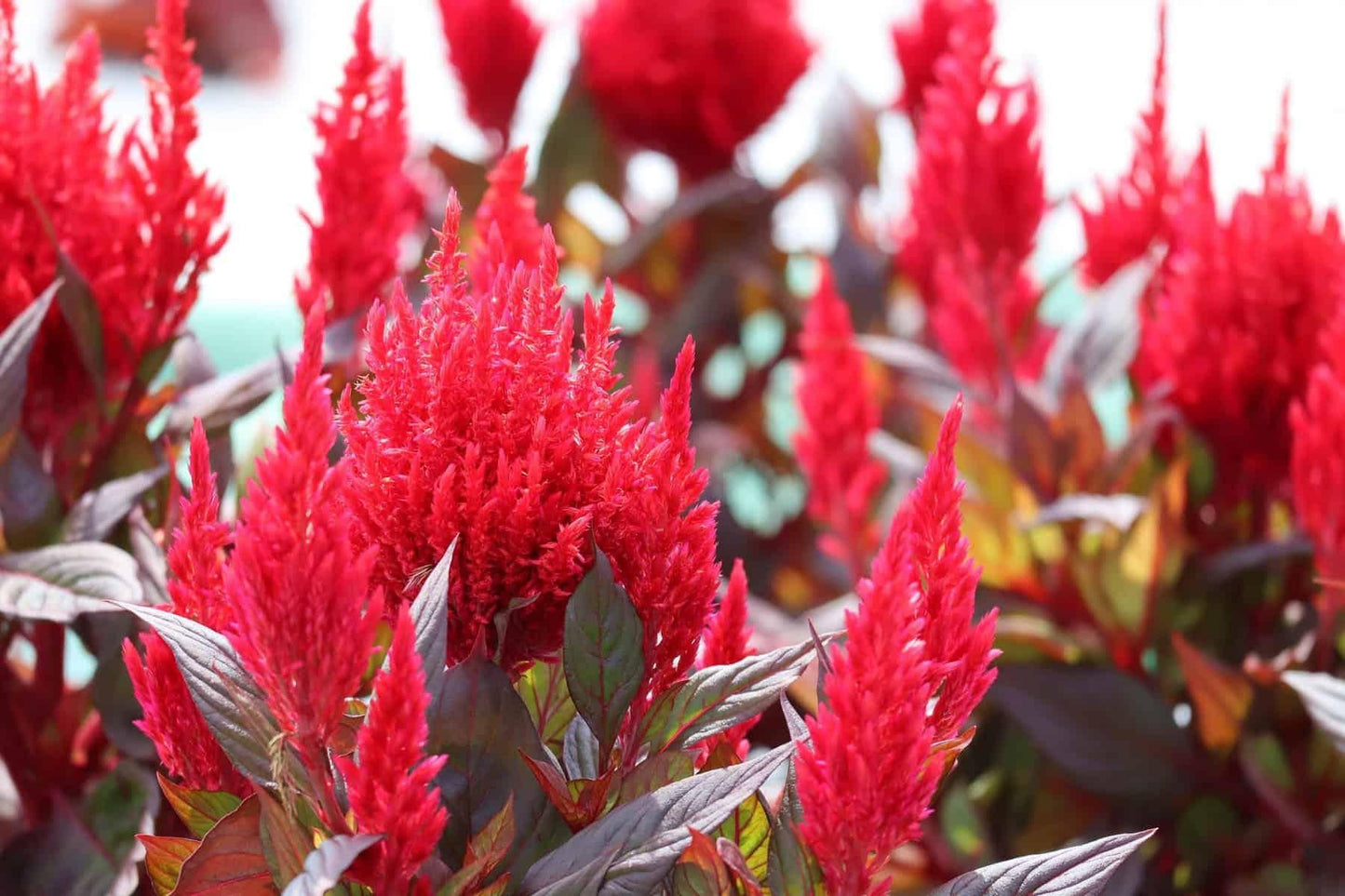 Celosia Burning Embers - View 3 from www redcrocus com