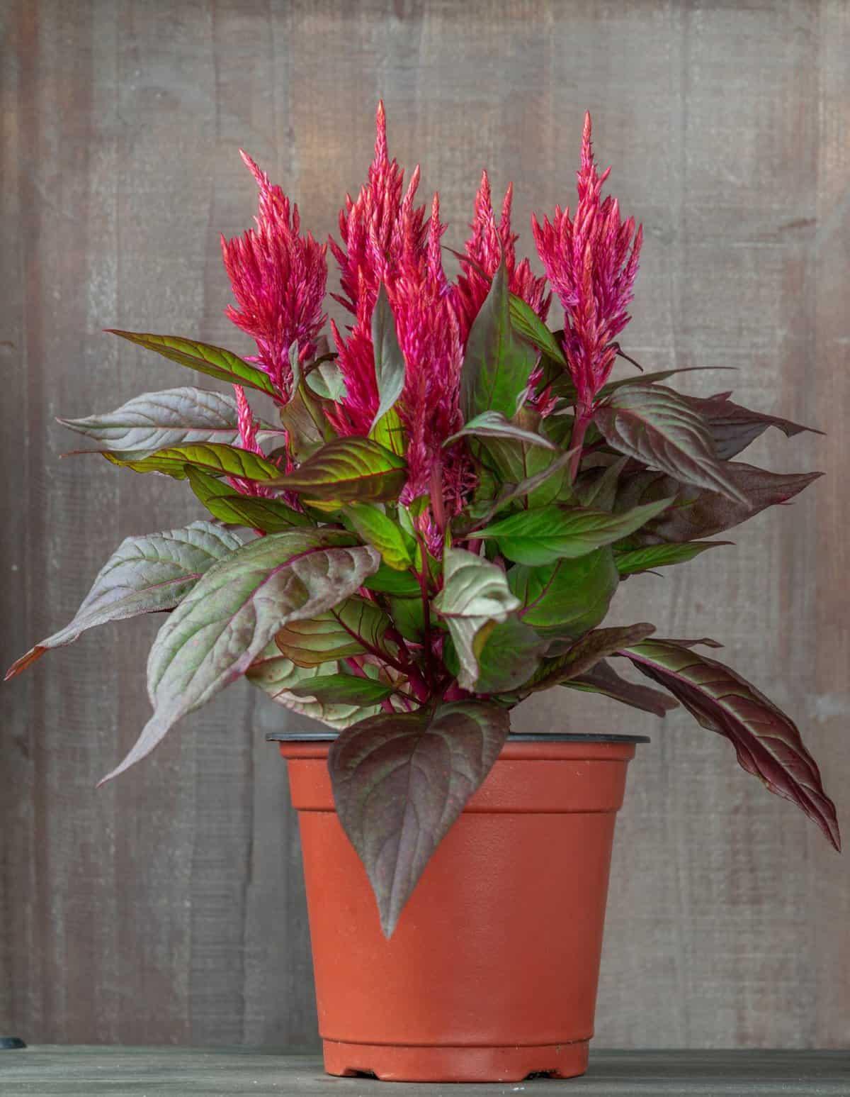 Celosia Burning Embers - View 4 from www redcrocus com