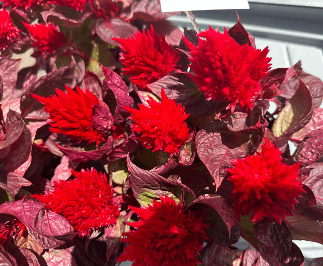 Celosia Burning Embers - View 6 from www redcrocus com