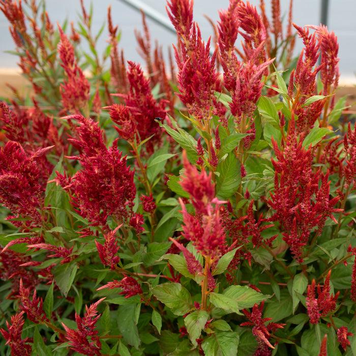 Celosia Burning Embers - View 8 from www redcrocus com