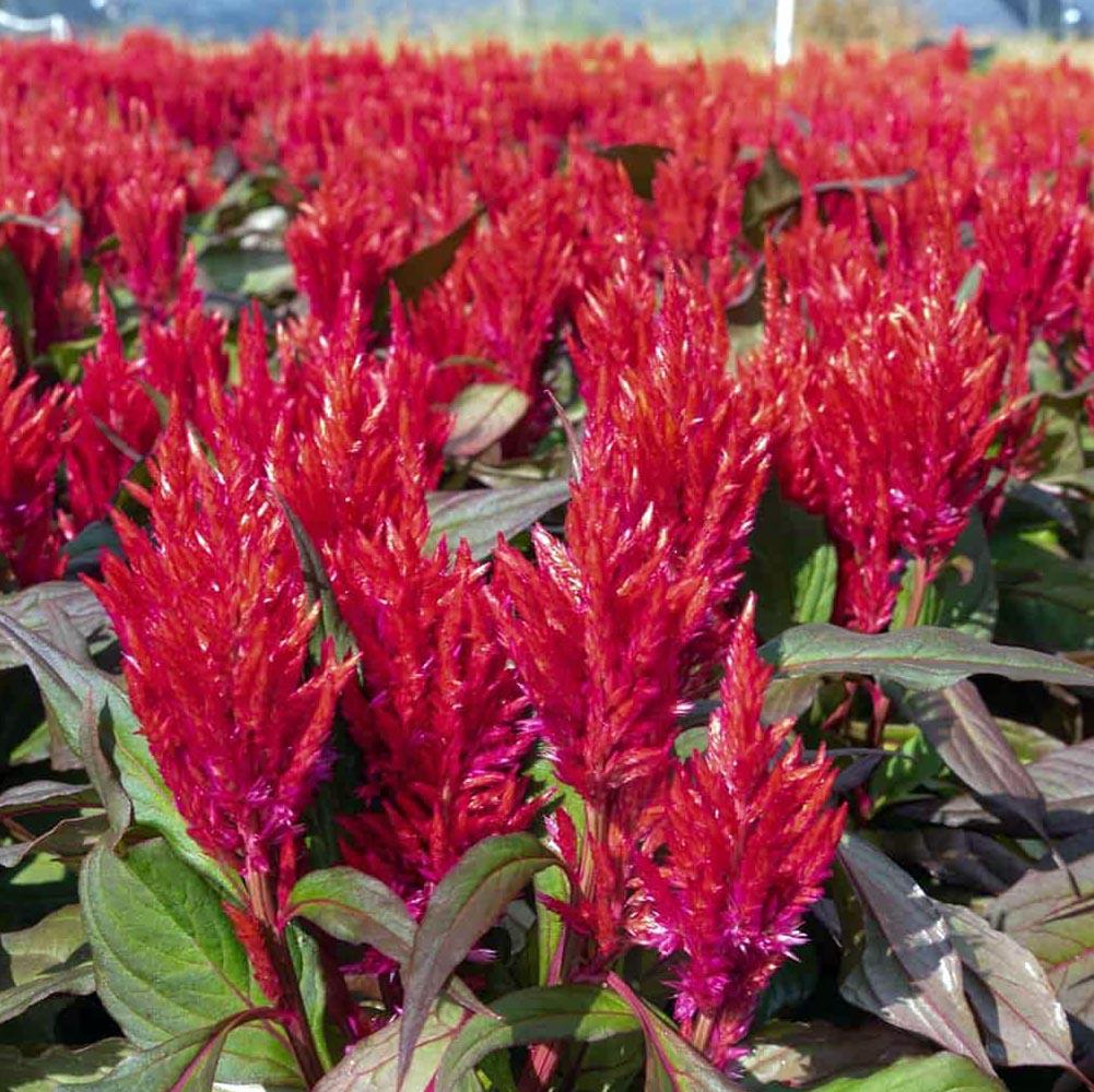 Celosia Burning Embers - View 9 from www redcrocus com
