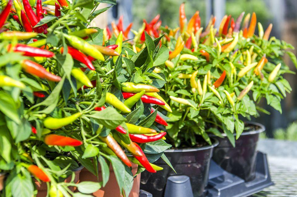 Pepper Ornamental Santos Red - View 12 from www redcrocus com
