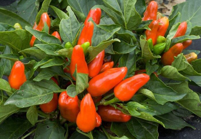 Pepper Ornamental Santos Red - View 13 from www redcrocus com