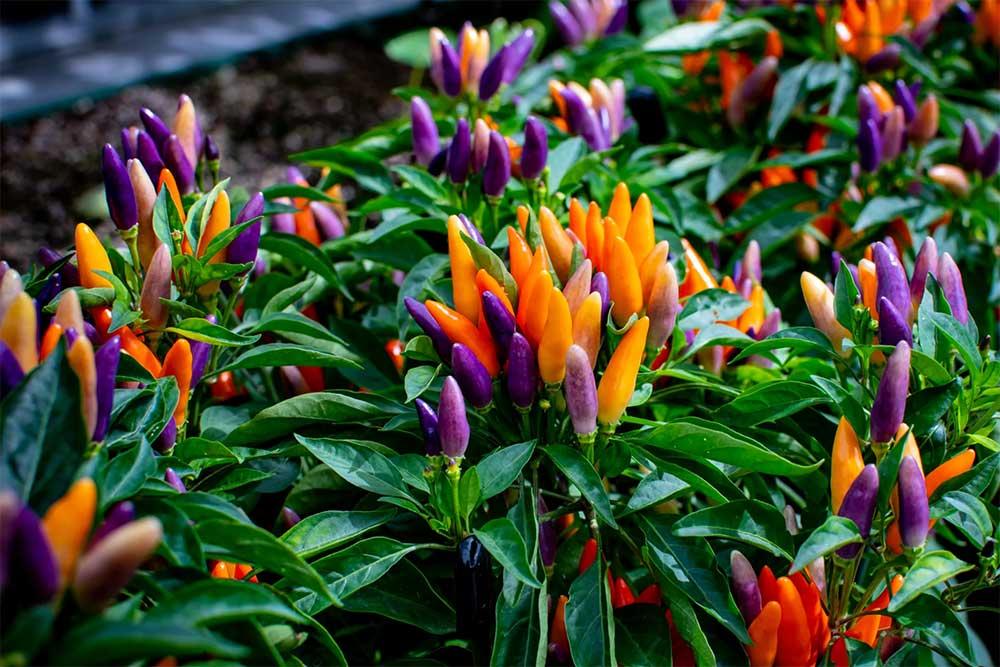 Pepper Ornamental Santos Red - View 14 from www redcrocus com
