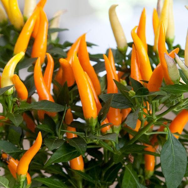 Pepper Ornamental Santos Red - View 1 from www redcrocus com