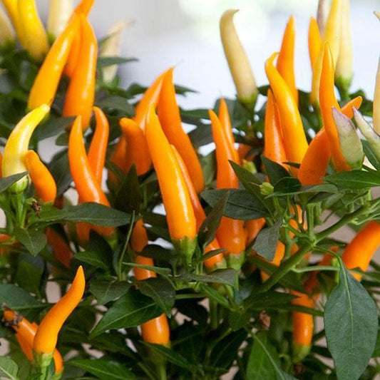 Pepper Ornamental Santos Red - View 1 from www redcrocus com
