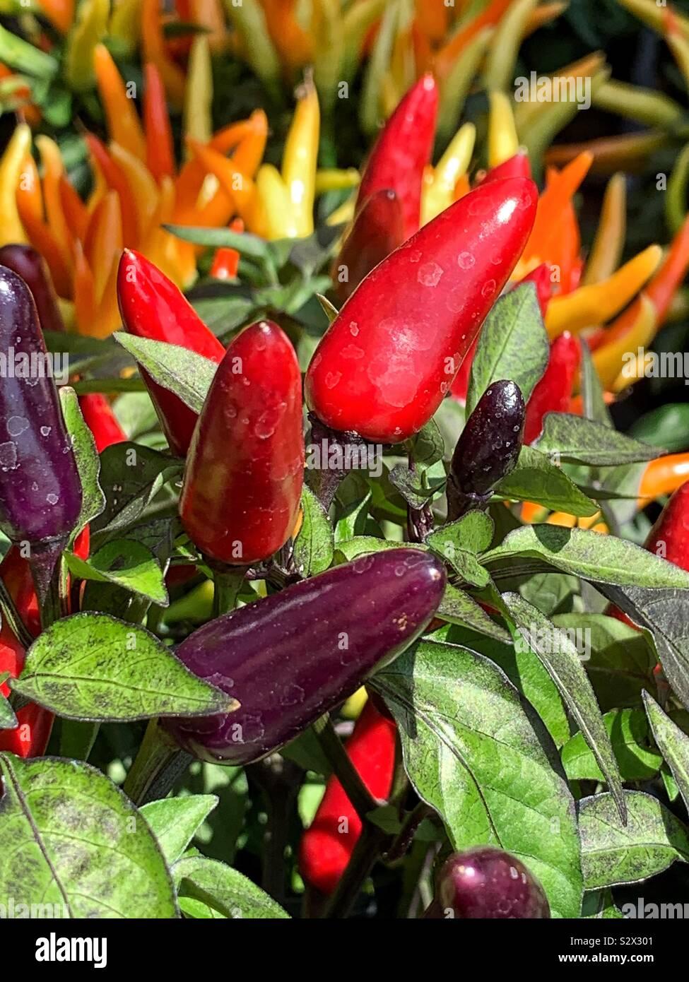 Pepper Ornamental Santos Red - View 2 from www redcrocus com