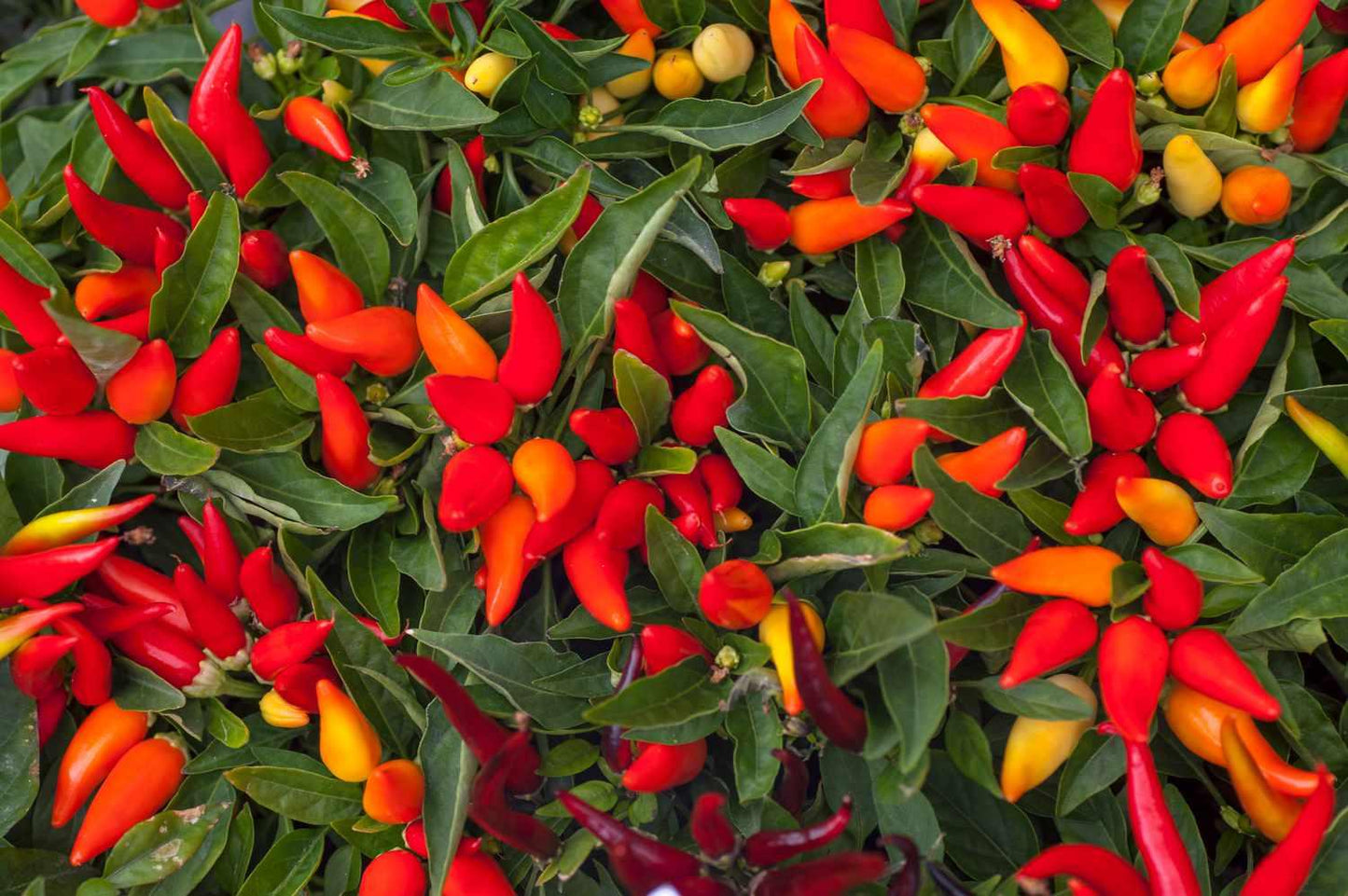 Pepper Ornamental Santos Red - View 3 from www redcrocus com