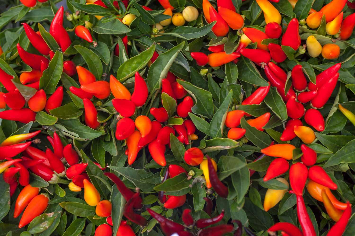 Pepper Ornamental Santos Red - View 3 from www redcrocus com