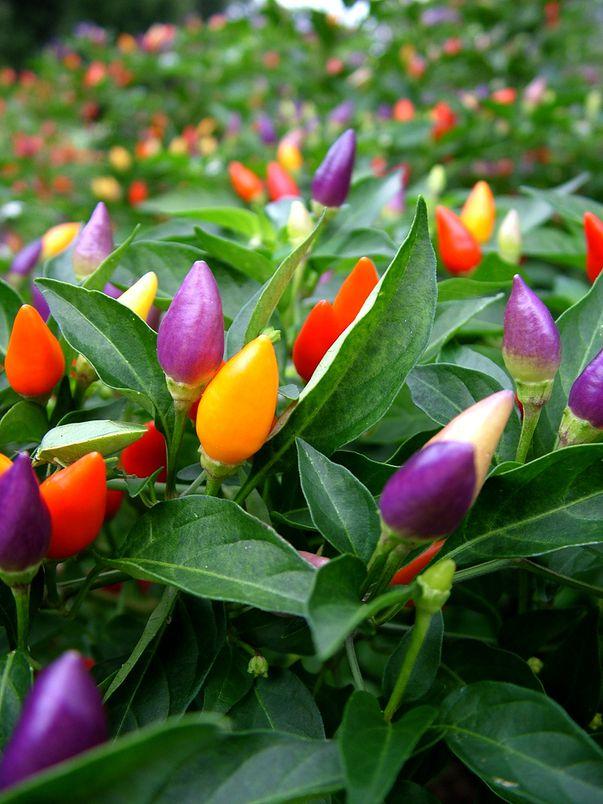 Pepper Ornamental Santos Red - View 4 from www redcrocus com