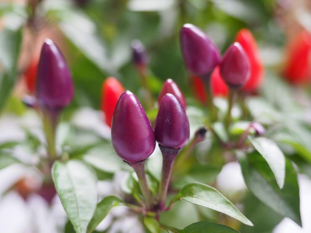 Pepper Ornamental Santos Red - View 5 from www redcrocus com