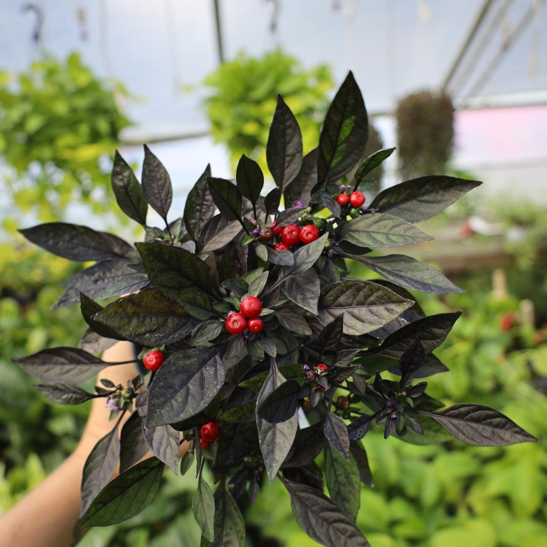 Pepper Ornamental Santos Red - View 6 from www redcrocus com