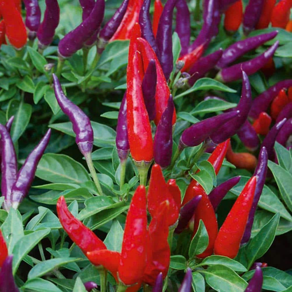 Pepper Ornamental Santos Red - View 8 from www redcrocus com